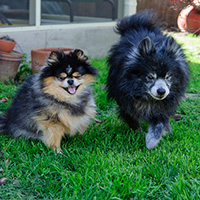 Misty and Sam